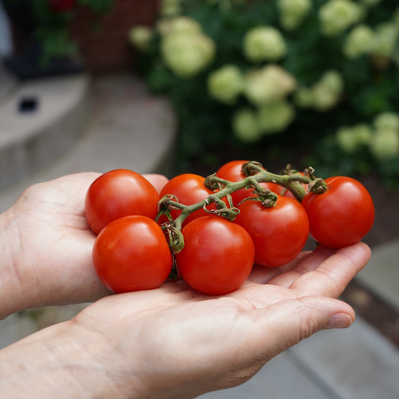 Large_Red_Cherry__42357 Hạt Giống Cà chua bi chùm đỏ F1