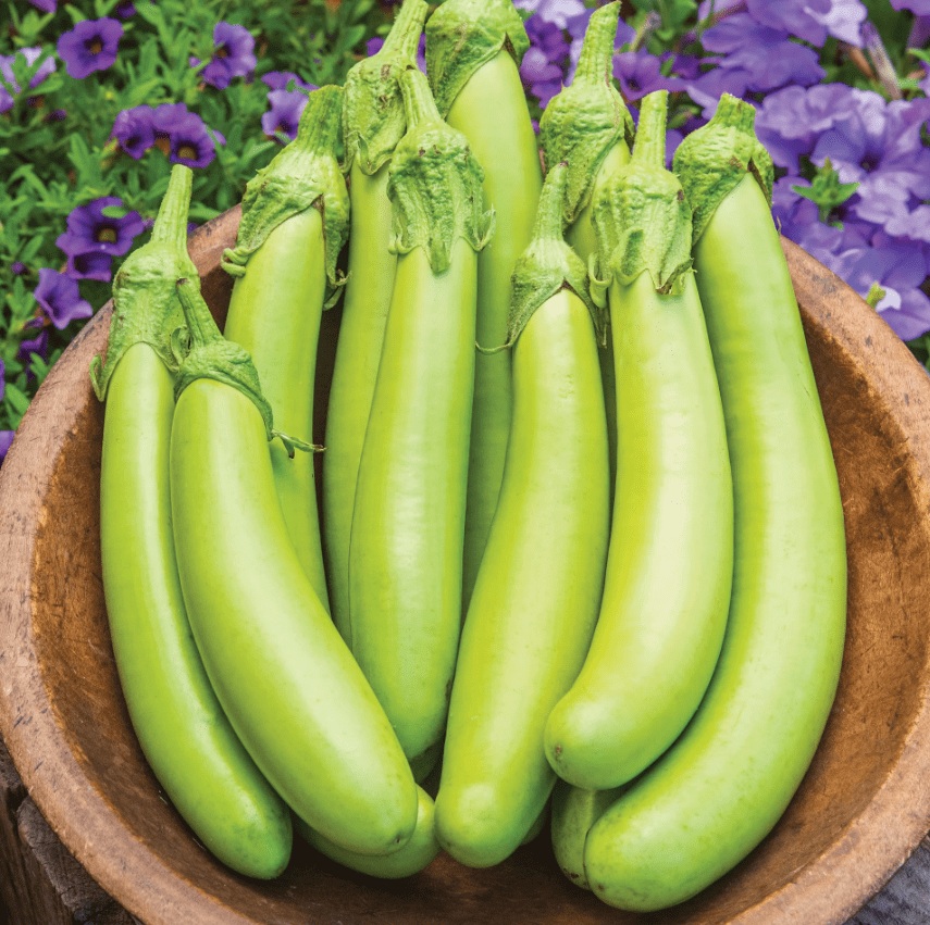 LouisianaLongGreenEggplant Hạt Giống Cà mỡ xanh dài