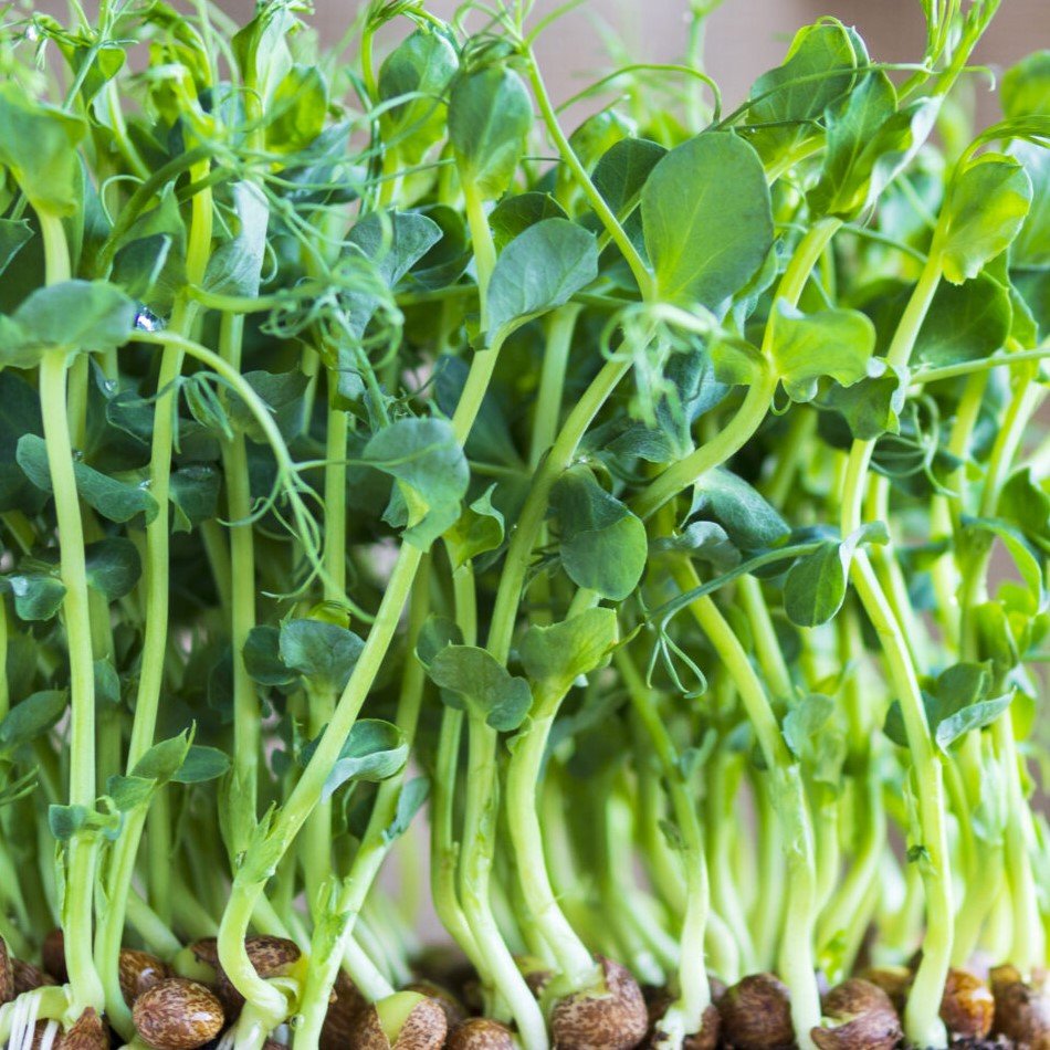 Microgreen-Pea-shoots-Tendril-MICRO-1 Hạt Giống Đậu hà lan ăn mầm