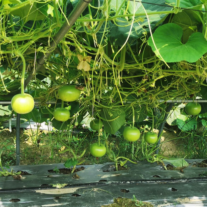 Naturix-Apple-Round-Bottle-Gourd-Vegetable-Seeds-for-Planting Hạt Giống Bầu táo F1