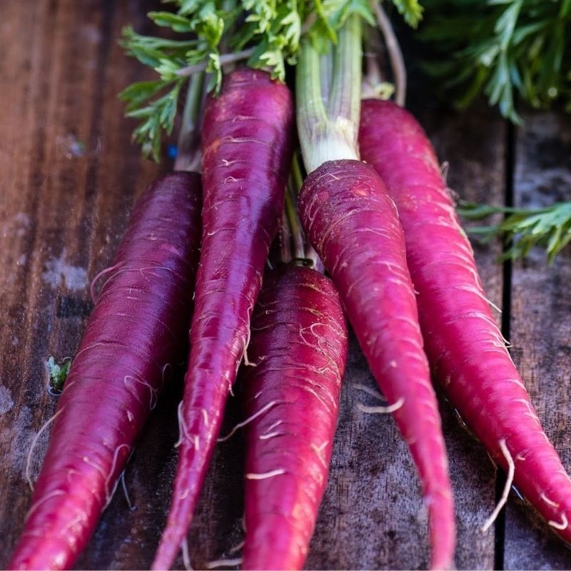 Organic-Cosmic-Purple-Carrot Hạt Giống Cà rốt tím