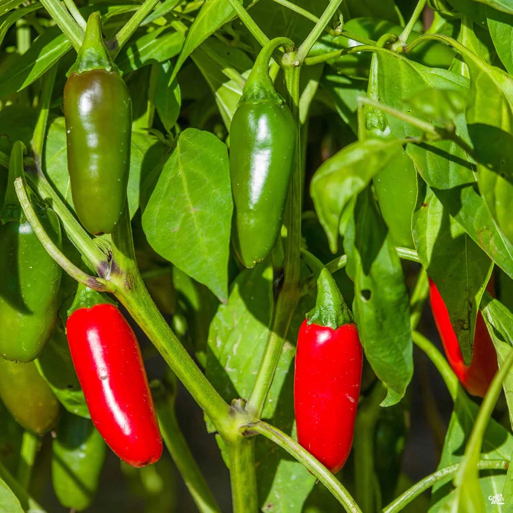 Pepper_Capsicum_Jalapeno_1024x1024 Hạt Giống Ớt Japaleno F1