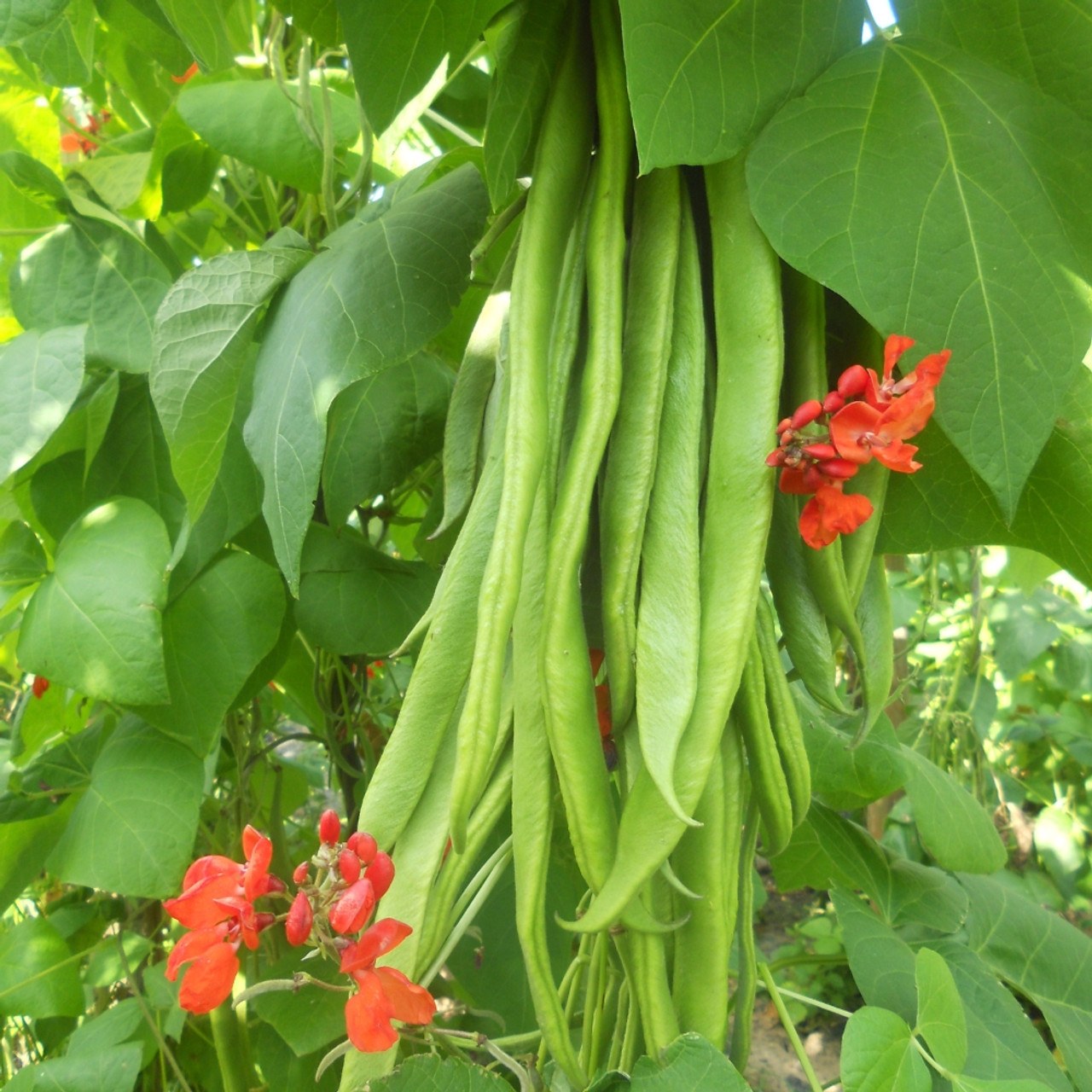 Runner_Bean_Firestorm_3000257__39901 Hạt Giống Đậu cover runner hoa đỏ
