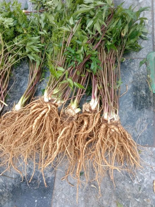 S0caf4f82762b42b08f85d8a91153a008W.jpg_720x720q80 Hạt Giống Sâm đương quy
