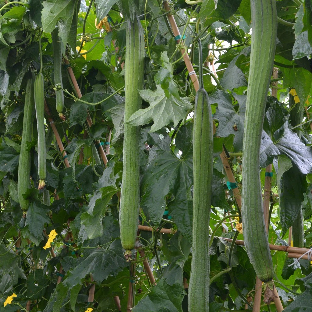 SQ774_Emerald_June2024_V_Agrohaitai_1_031ea2e5-6fa3-45de-9197-e4ee8480bae3 Hạt Giống Mướp hương siêu dài