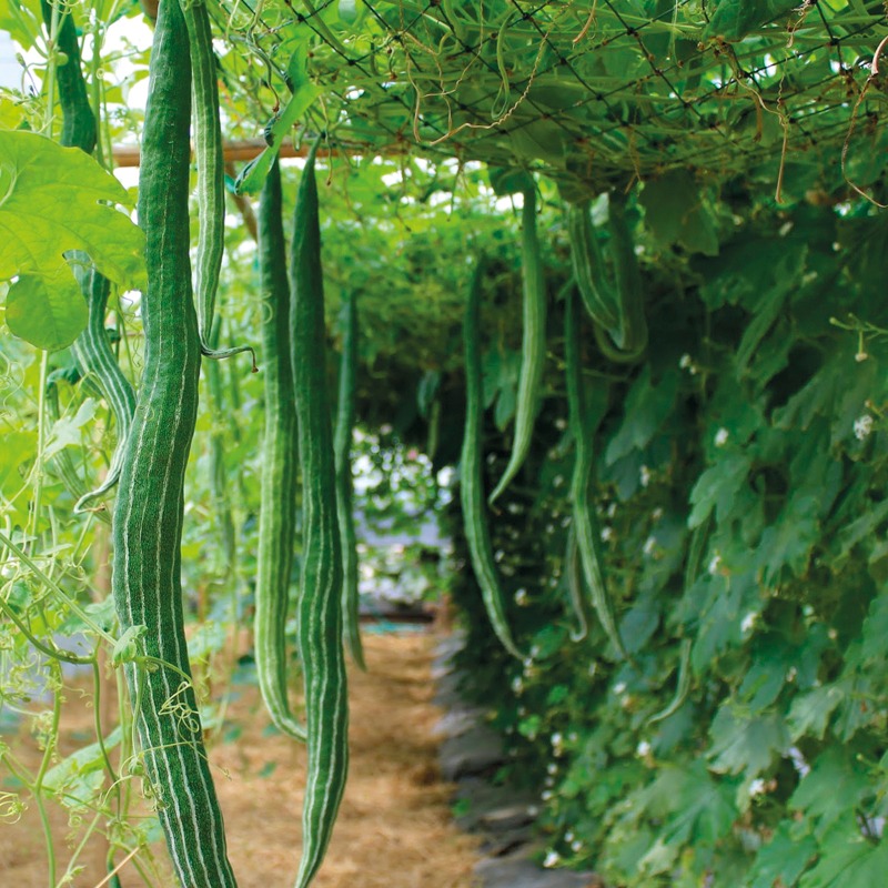 Snake-Gourd Hạt Giống Mướp rắn siêu dài