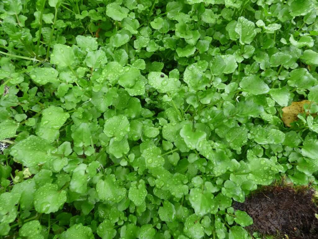 Starr-180909-0775-Nasturtium_officinale-leaves-Lower_Kula_Pipeline_Waikamoi-Maui_45815387931-1024x768 Hạt Giống Cải xoong