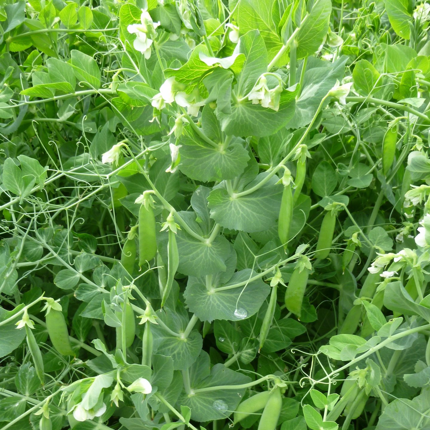 Summer_Bush_Pea_1 Hạt Giống Đậu hà lan ăn lá