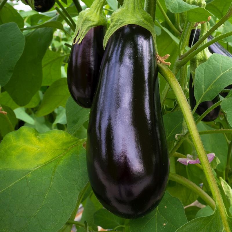 VEGGFLM-A-Florida-Market-Eggplant-Seeds Hạt Giống Cà tím Florida F1