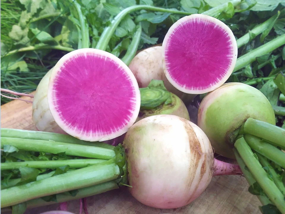 Watermelon-Radish-seeds Hạt Giống Củ cải ruột dưa
