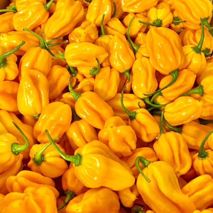 YellowHabanero_740x Hạt Giống Ớt Habanero vàng