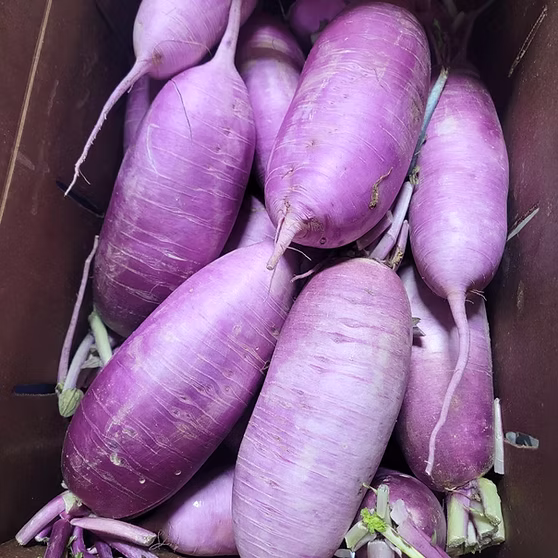 Hạt Giống Củ cải tím Daikon F1
