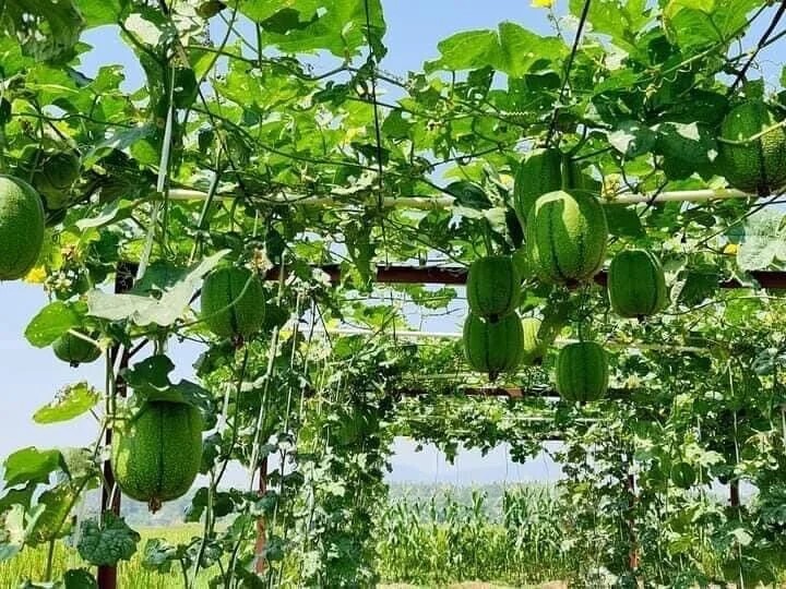 Hạt Giống Mướp táo F1
