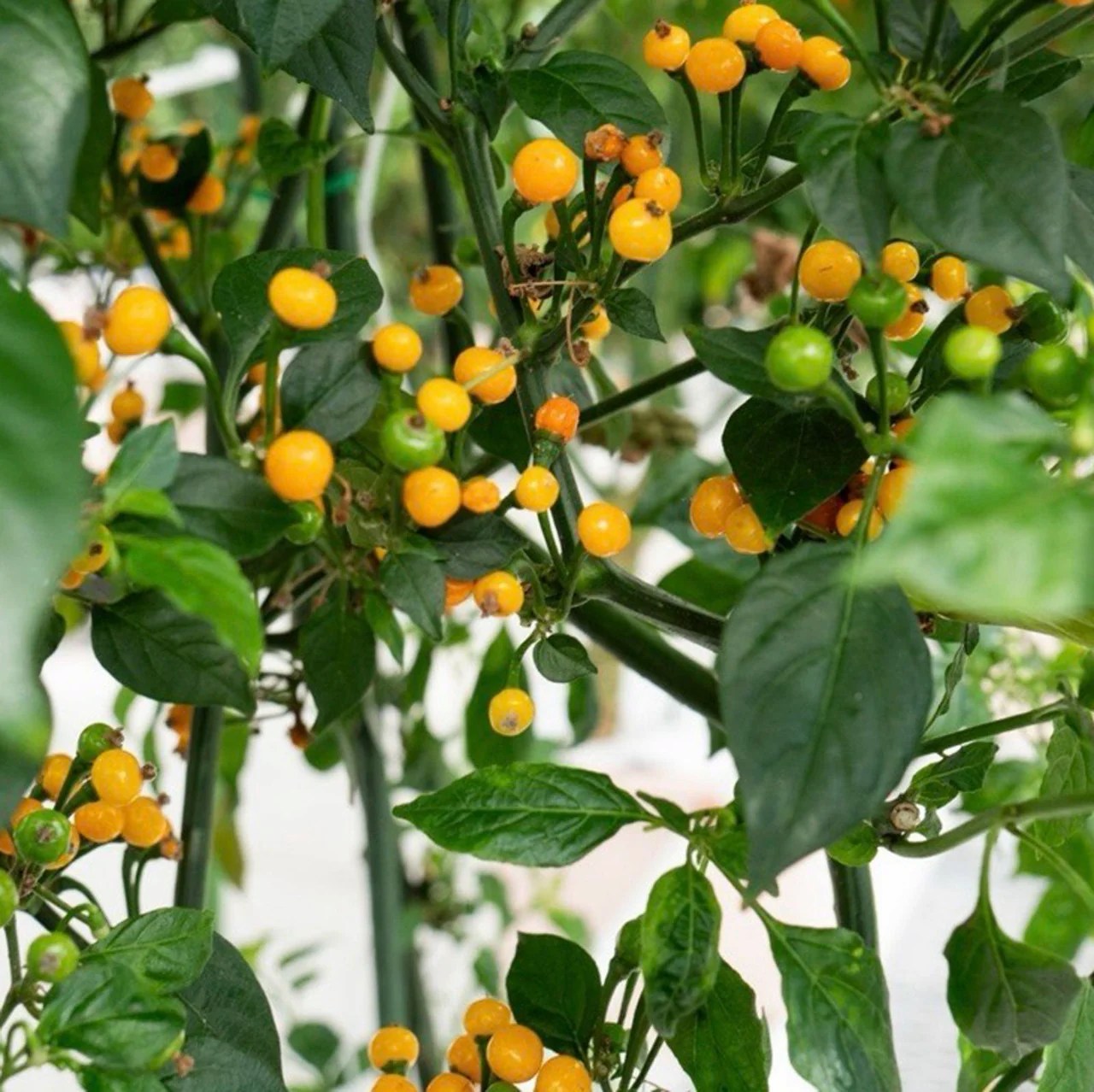aji-charapita-pepper-seeds-214846_1280x Hạt Giống Ớt Peru Aji Chaparita vàng