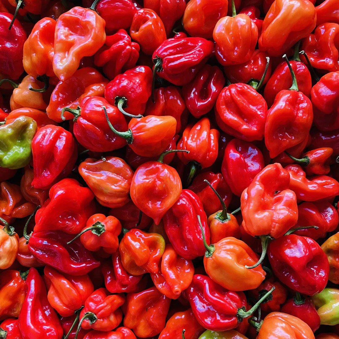 Hạt Giống Ớt Habanero đỏ