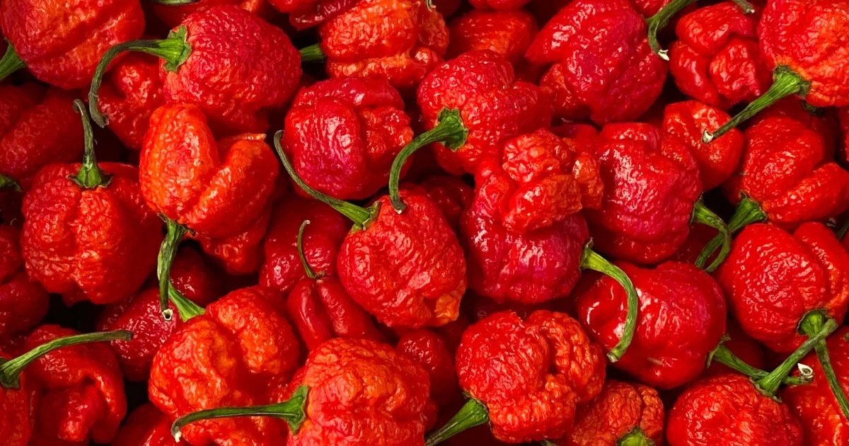 carolina-reaper-01-holisticwow Hạt Giống Ớt Carolina Reaper
