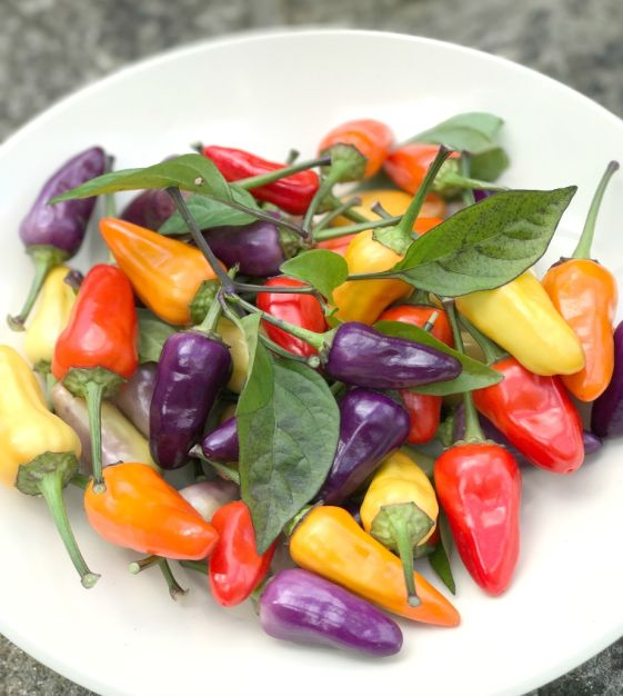 Hạt Giống Ớt kiểng ngũ sắc