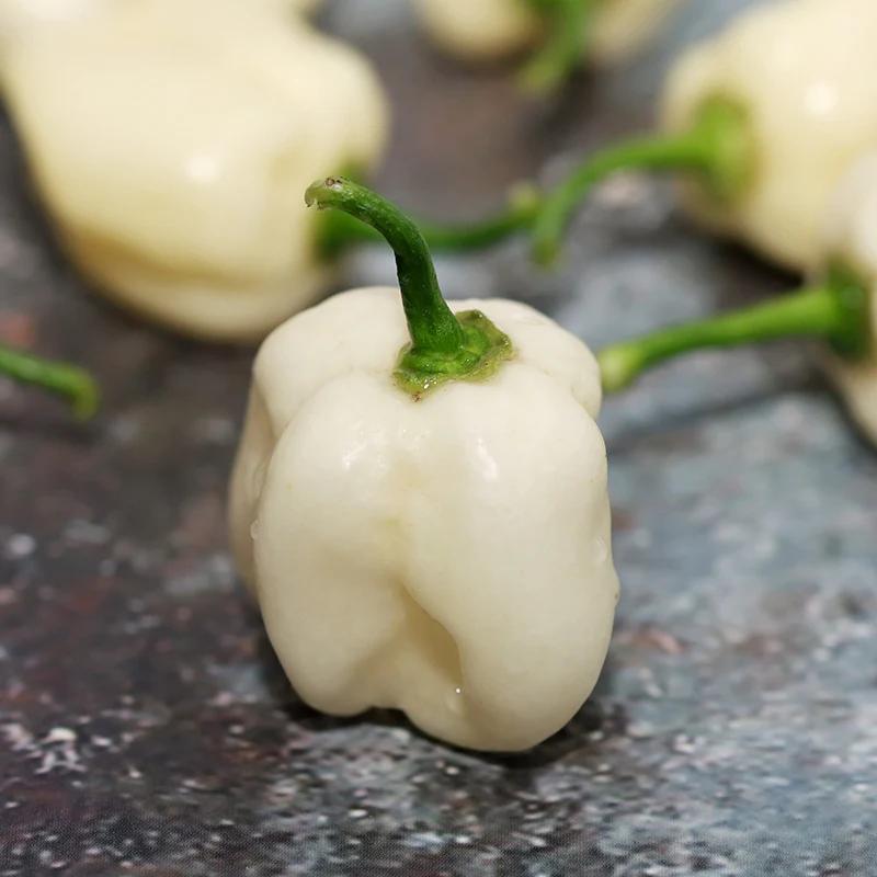 chilli-habanero-white-seeds-01 Hạt Giống Ớt Habanero trắng