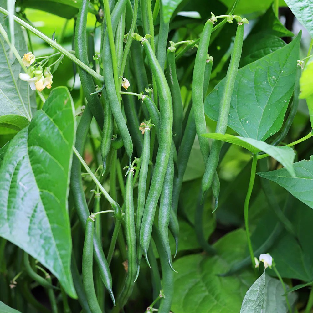 climbing-french-bean-blue-lake-seeds_02 Hạt Giống Đậu cove bụi lùn