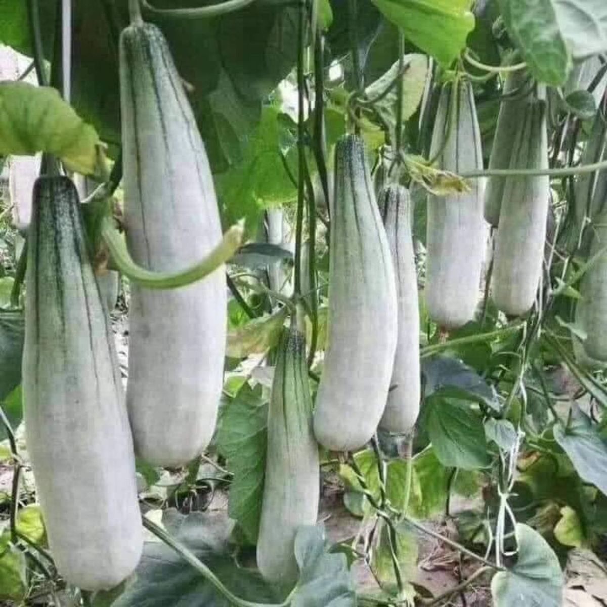 d5152660-d186-11ee-879a-ab081e18dcad Hạt Giống Dưa lê chuối mật