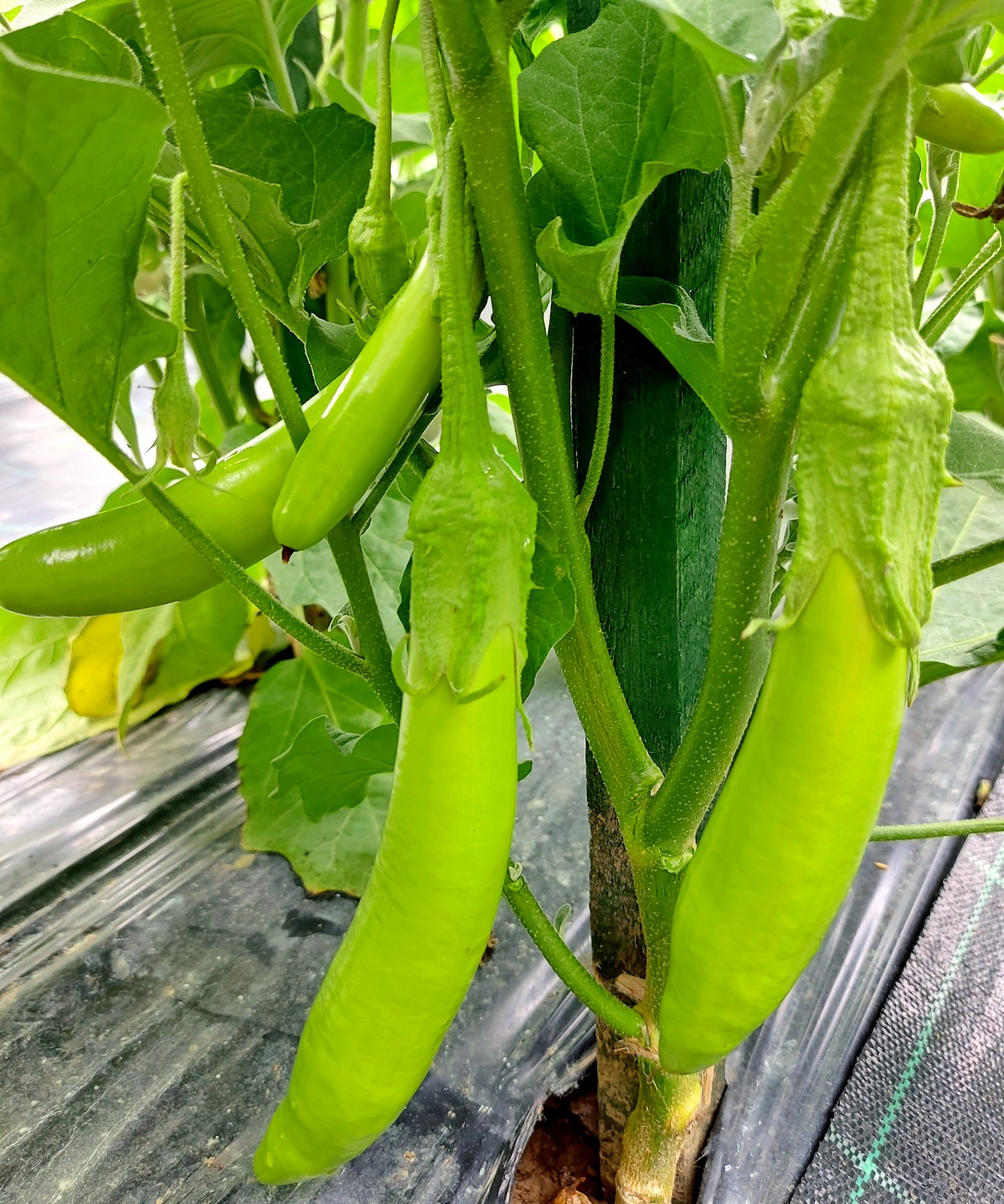 eggplant thai long green1 Hạt Giống Cà mỡ xanh dài