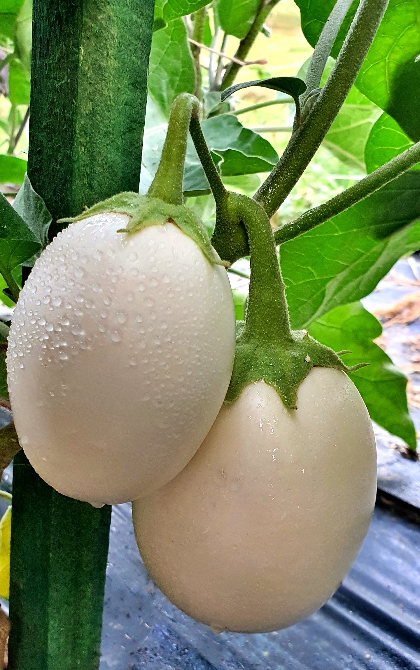 Hạt Giống Cà trứng ngỗng