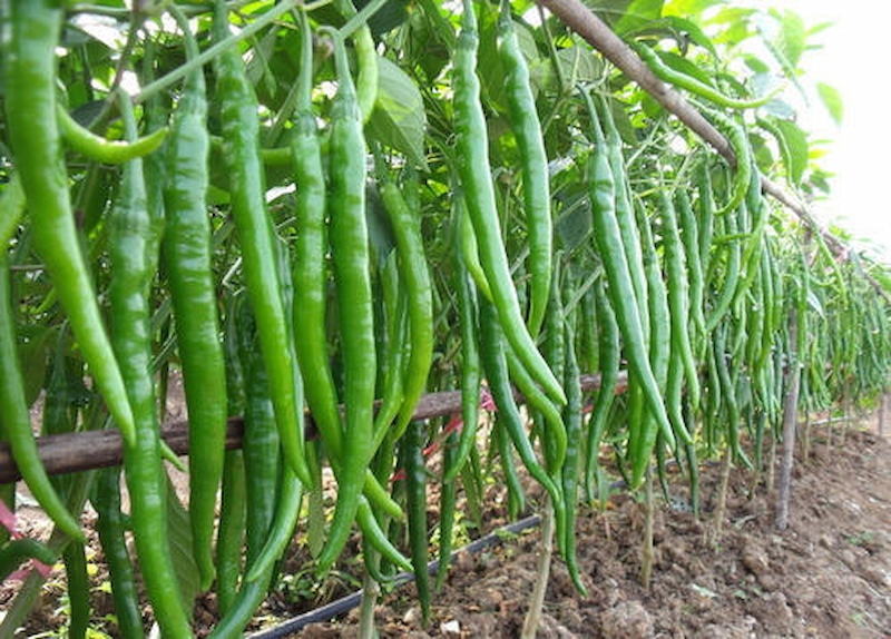 Hạt Giống Ớt đũa xanh dài