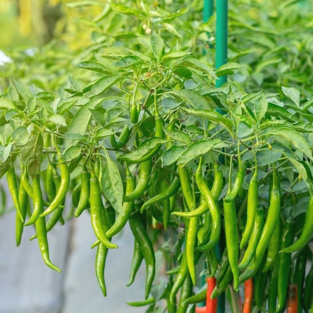 Hạt Giống Ớt đũa xanh dài