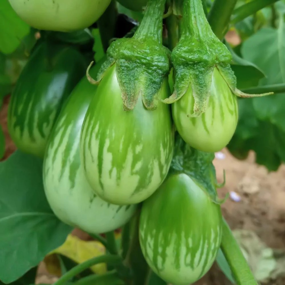 Hạt Giống Cà da ếch
