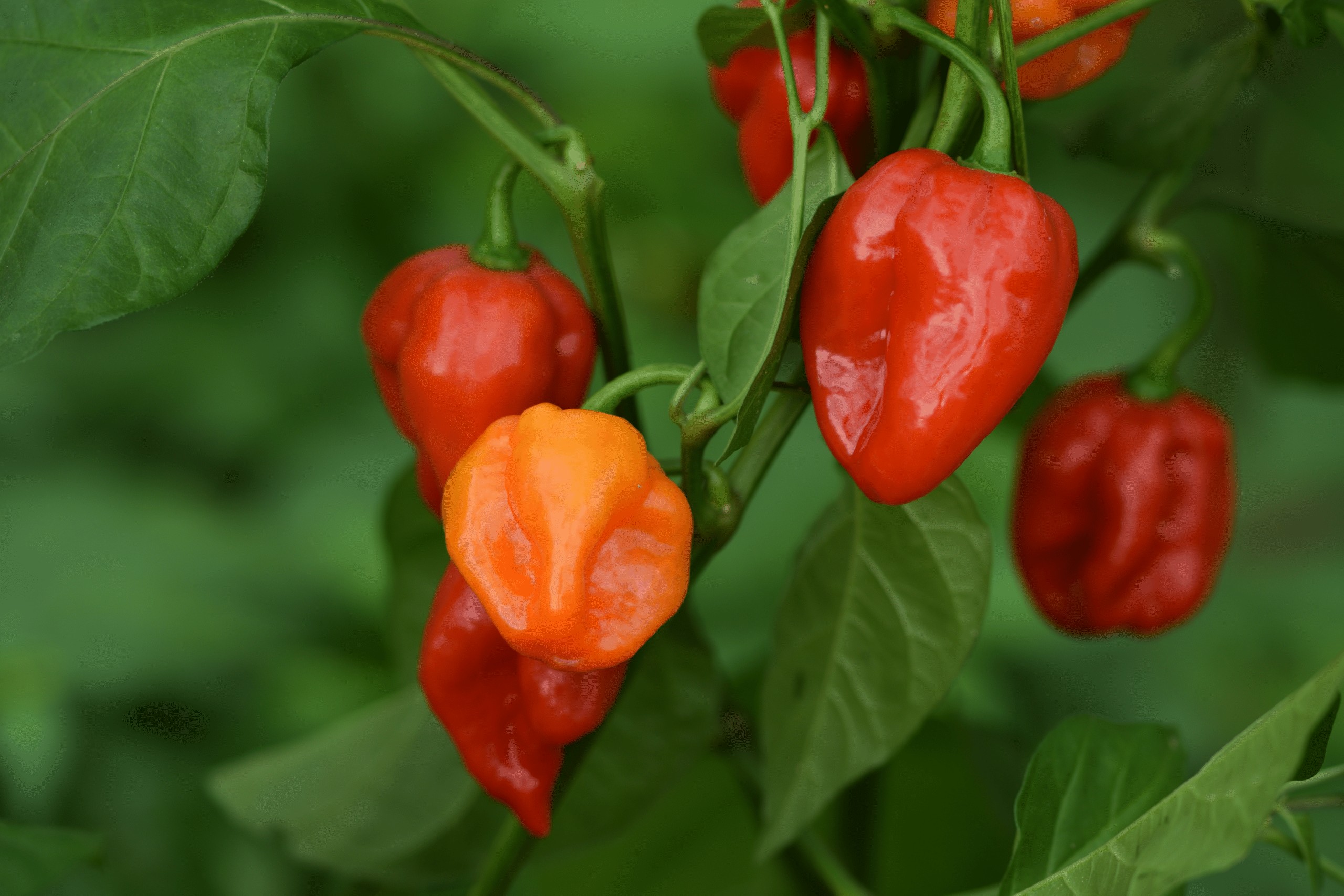 Hạt Giống Ớt Habanero đỏ