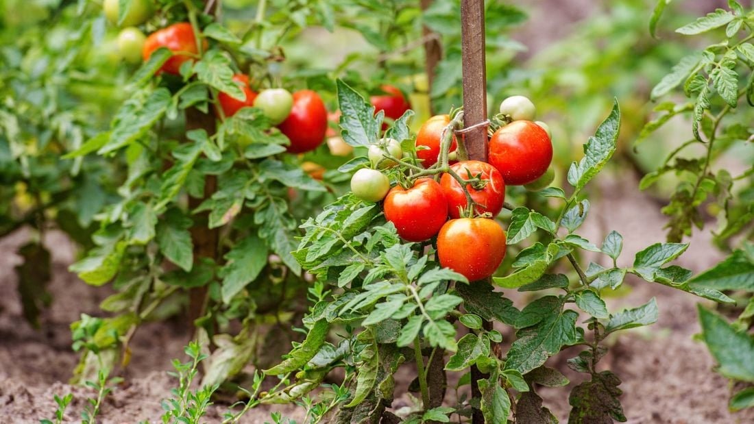 Hạt Giống Cà chua hữu hạn chịu nhiệt