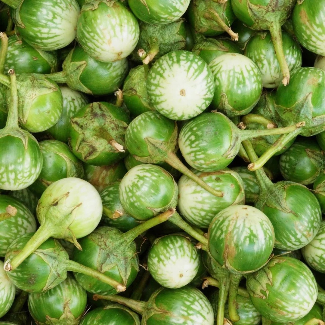 Hạt Giống Cà da ếch