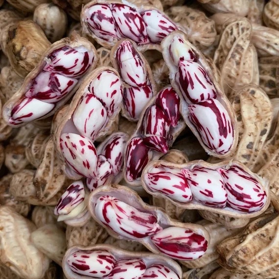Hạt Giống Lạc vằn
