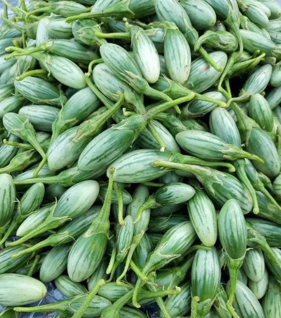 Hạt Giống Cà dừa Ovan