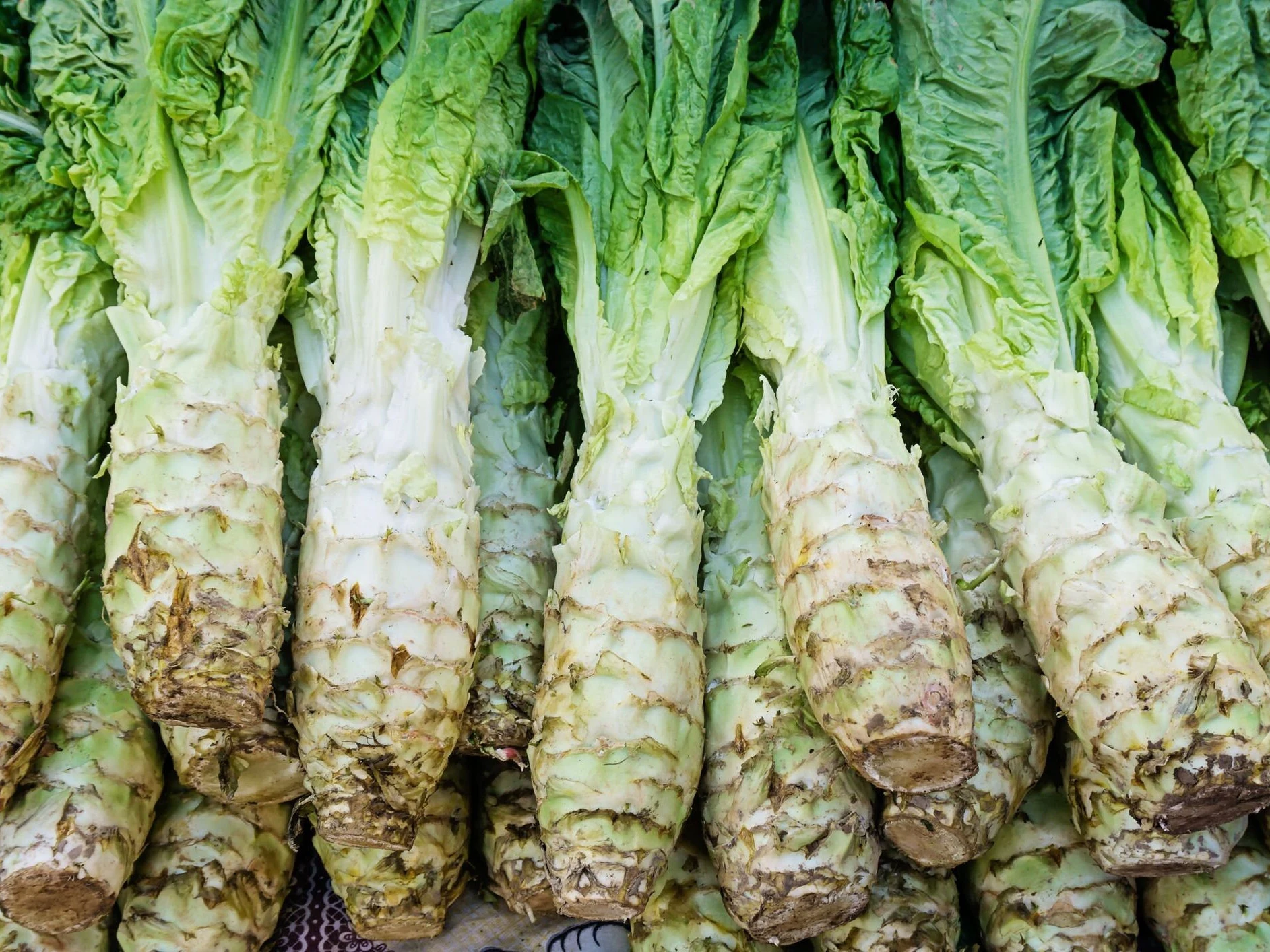 Hạt Giống Rau tiến vua xanh