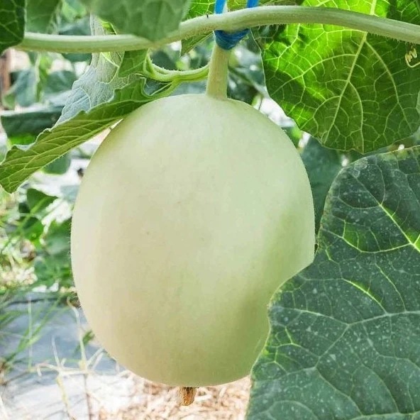 Hạt Giống Dưa lê bạch ngọc ruột xanh F1