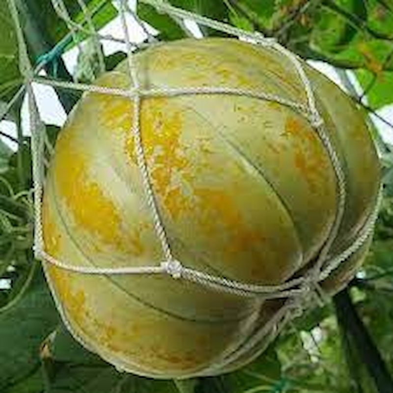 Hạt Giống Dưa bở sáp cổ