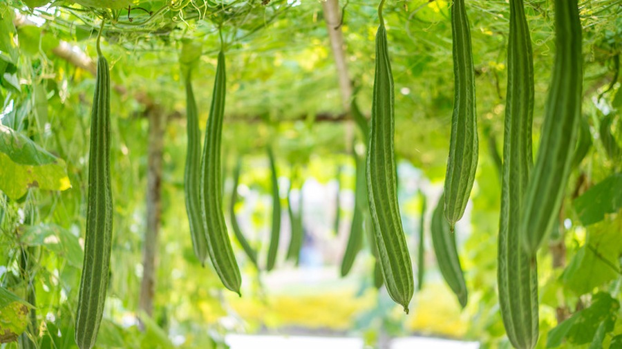 Hạt Giống Mướp khía