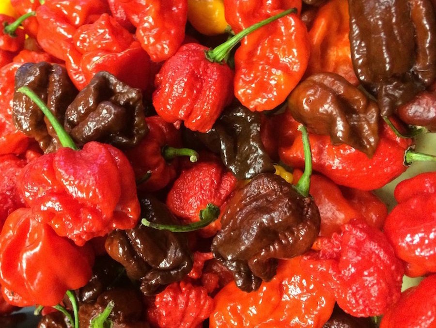 intro-import Hạt Giống Ớt Carolina Reaper mix màu