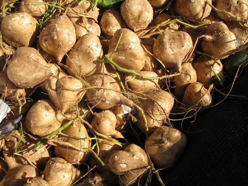 Hạt Giống Củ đậu