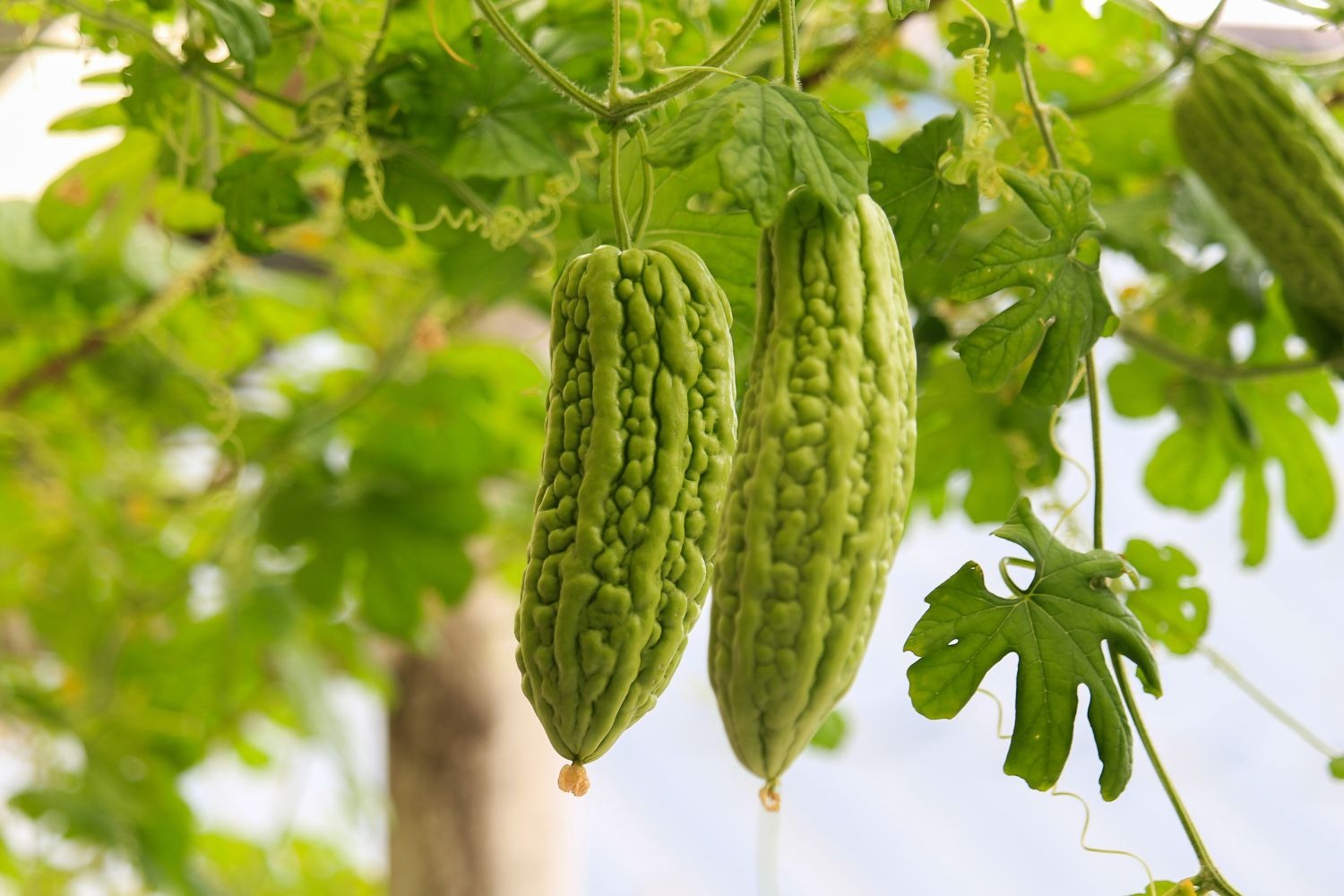 karela-vegetable Hạt Giống mướp đắng cao sản