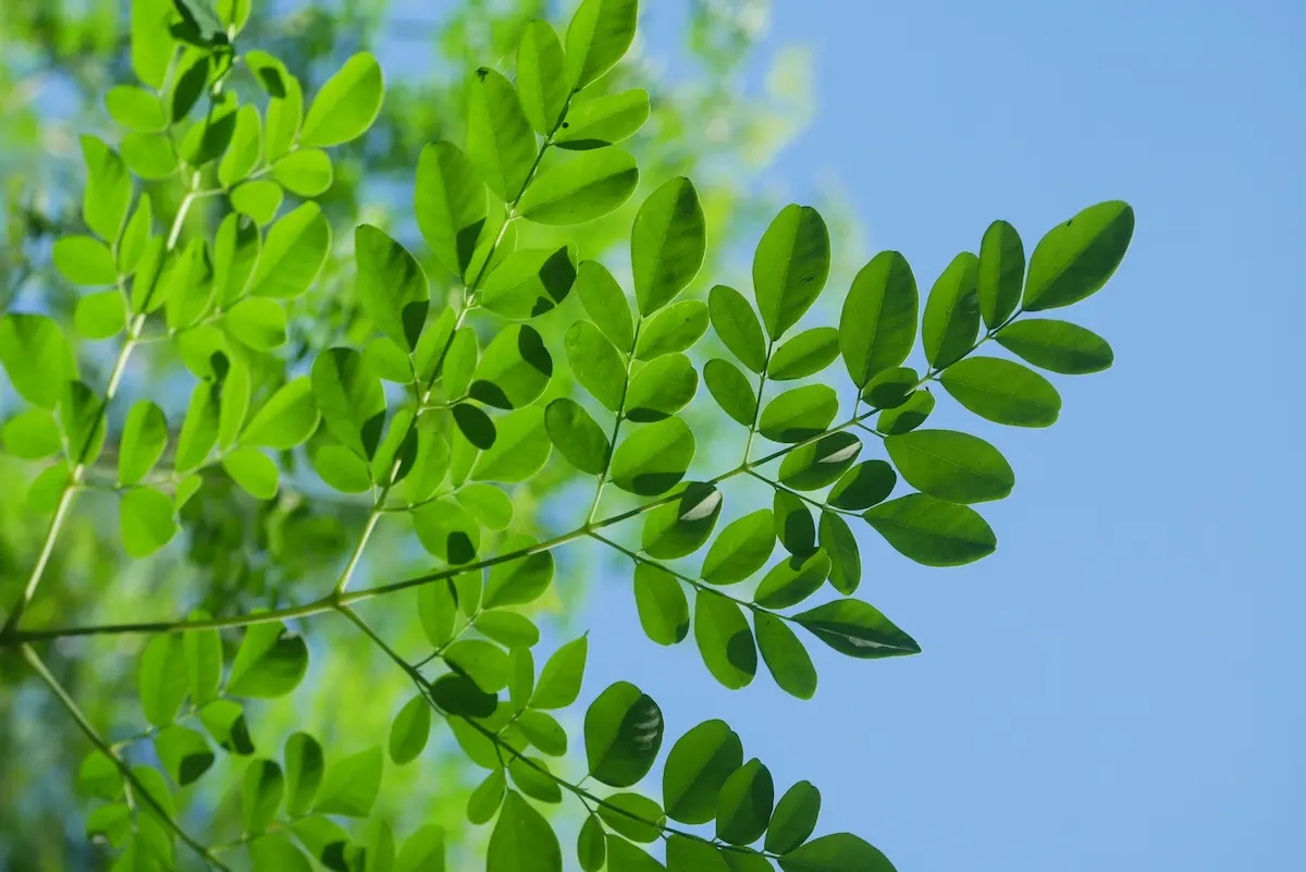 Hạt Giống Chùm ngây