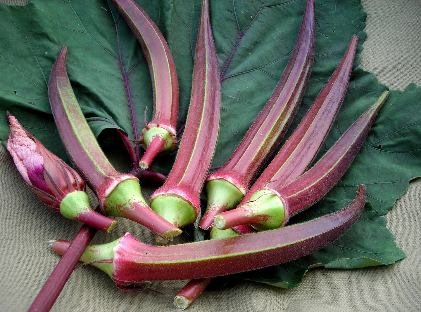 okra-bowling-red-16dd21b2679c029a5bf99c4fa380f1a6 Hạt Giống Đậu bắp đỏ