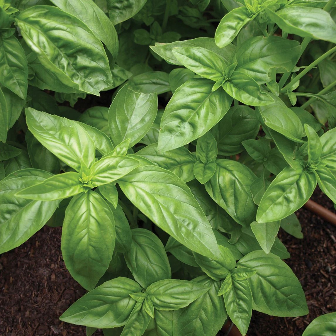 organic-basil-sweet-s303_bcac4ae8-9324-42f1-8a08-8526b7866834 Hạt Giống Húng quế ngọt
