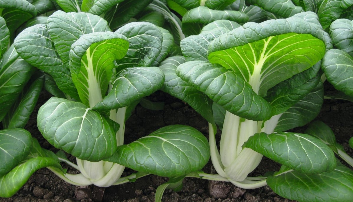 pak-choi Hạt Giống Cải thìa trắng ( pokoy trắng )