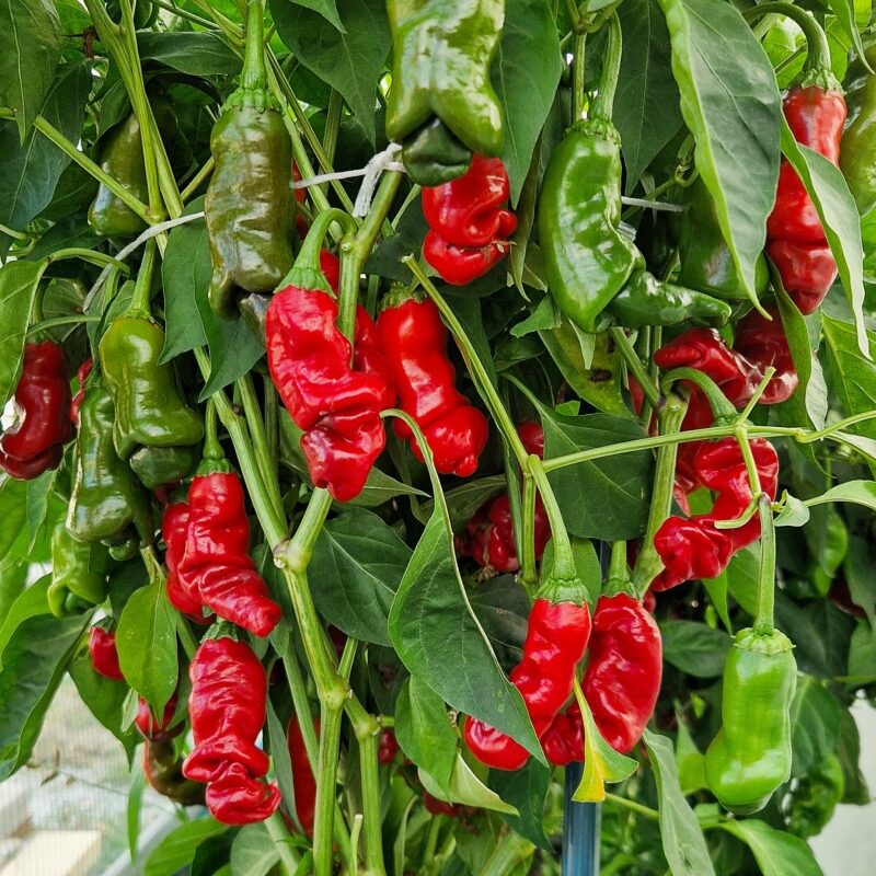 peter_pepper_sadnica-800x800 Hạt Giống Ớt Cu Tí