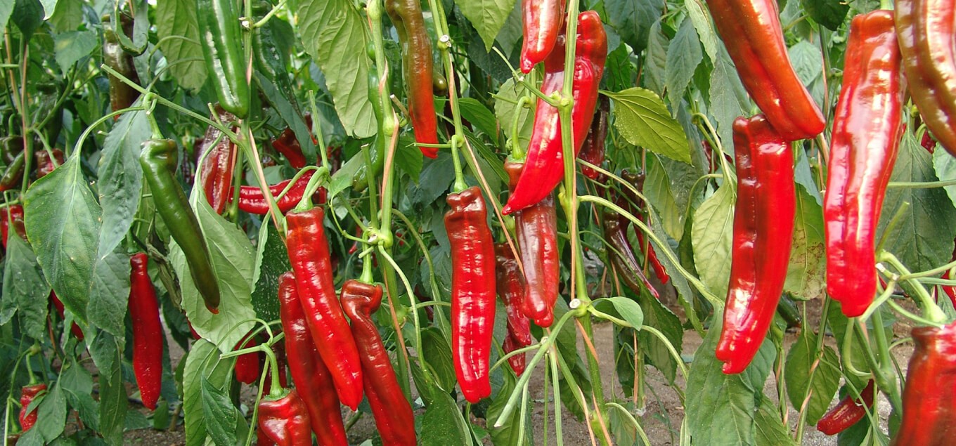 pimiento-palermo-planta Hạt Giống Ớt sừng ngọt Palermo đỏ