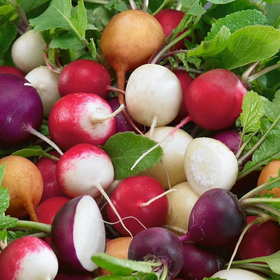 pl2000023116 Hạt Giống Củ cải cherry mix màu