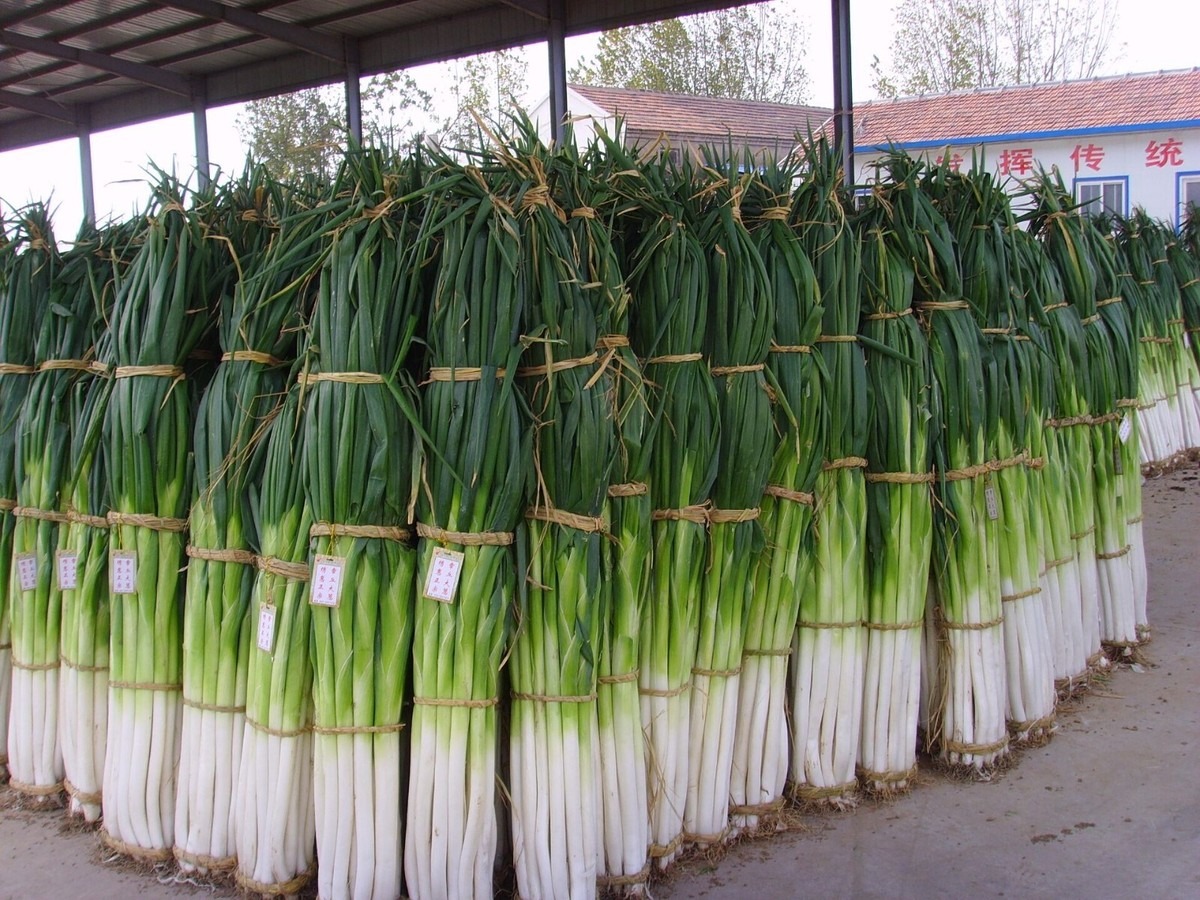 Hạt Giống Hành Hàn Khổng lồ Hàn Quốc
