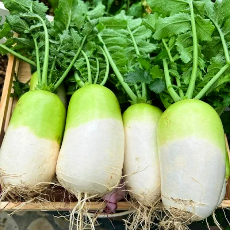 Hạt Giống Củ cải khổng lồ Hàn Quốc F1
